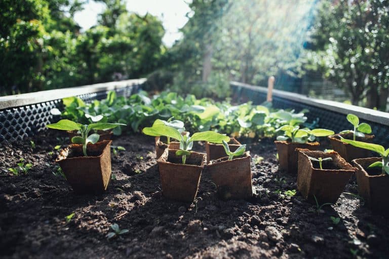 Comment l’agriculture urbaine peut soutenir la transition énergétique dans les villes ?
